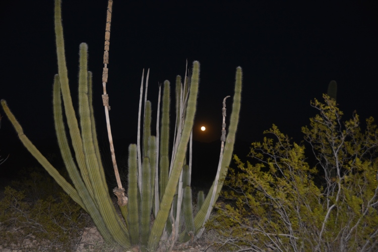 organ cactus at night